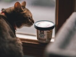 How to Choose the Best Food for Your Cat?