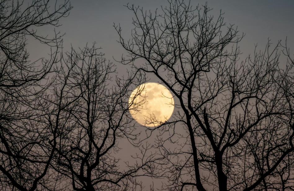 Pink moon