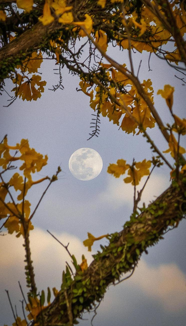 Worm Moon